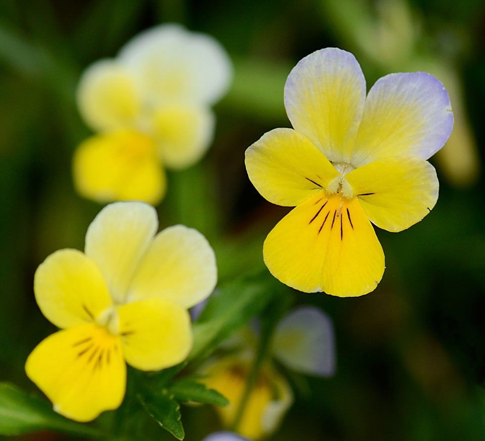 Viola tricolor / Viola del pensiero